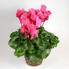 Pink cyclamen plant in a woven basket