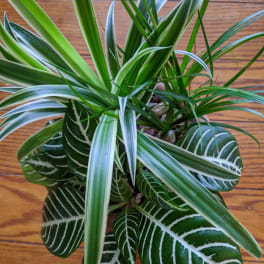 Potted houseplant with striped green leaves on a wooden surface