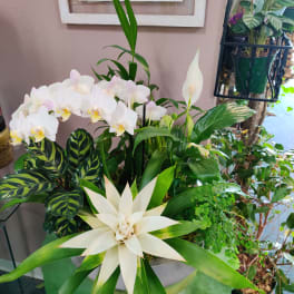 White orchids and a peace lily in a planter with large green leaves.