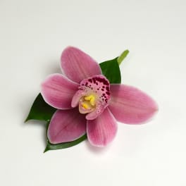 Single pink cymbidium orchid bloom with speckled center on a short stem