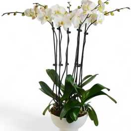 White orchid plant in a white pot