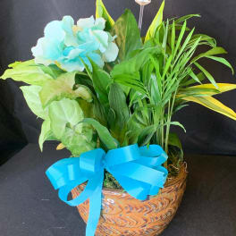 Potted arrangement with blue hydrangea, tropical foliage, and a bright ribbon