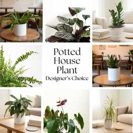 Potted House Plant Designer’s Choice
