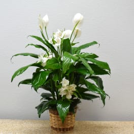White peace lilies in a woven basket planter