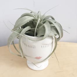 Air Plants Queen