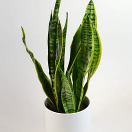 Potted snake plant in a white cylindrical planter