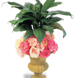 Pink and peach roses arranged in a gold urn with large green leaves