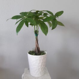 Potted money tree plant in a white textured pot