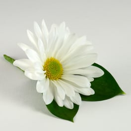White daisy flower with two green leaves on a light background