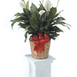 Potted peace lily with white blooms and a red bow