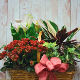 Basket of mixed plants with red flowers, white calla lilies, and a pink bow