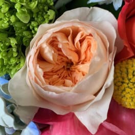Close-up of a peach garden rose with green buds, yellow pompom flower, and surrounding pink petals.