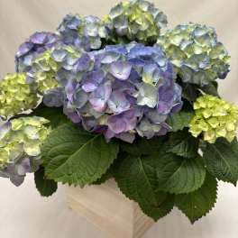 Blue hydrangea Plant