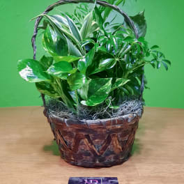 Mixed green houseplants arranged in a woven basket