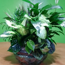 Lush green potted plant arrangement in a decorative ceramic bowl