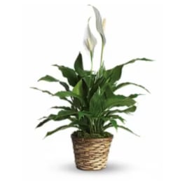 Potted peace lily with white blooms in a woven basket