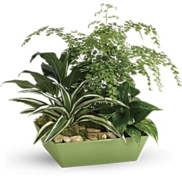 Assorted green houseplants in a low light green rectangular planter with decorative stones