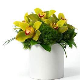 Compact yellow cymbidium orchid arrangement with green accents in a white cylinder vase