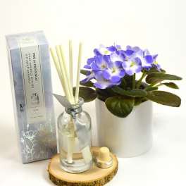 Potted purple African violet with a reed diffuser and small candle