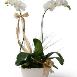 Potted white orchid plant with two tall flowering stems in a white bowl and gold ribbons.