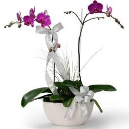 Potted purple orchid plant with silver ribbon bows in a white ceramic bowl
