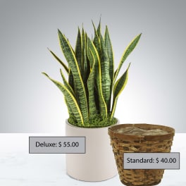 Snake Plant by BloomNation™