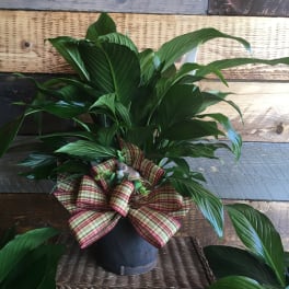 Potted green plant with a plaid ribbon bow and small bird decoration