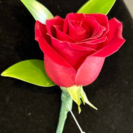 Single red rose boutonniere with green leaves on a black background