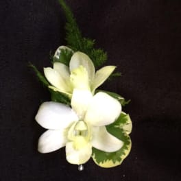 White orchid corsage with green foliage on a black background