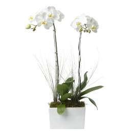 Tall white phalaenopsis orchid plant in a white rectangular pot