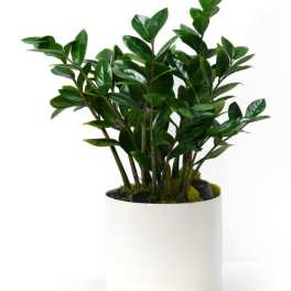 Dark green leafy potted plant in a smooth white round container
