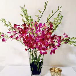 Pink and white orchids in a clear glass vase