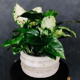 Potted variegated green houseplant in a white ceramic pot