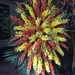 Large arrangement of yellow, orange, and pink snapdragons