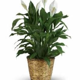 Potted peace lily plant in a woven basket