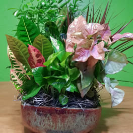 Mixed potted foliage arrangement in a ceramic bowl with pink and green leaves