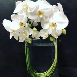 White orchids arranged in a clear glass vase