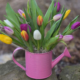 Colorful tulips arranged in a pink watering can