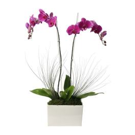 Potted fuchsia phalaenopsis orchids with decorative grasses in a white rectangular container.