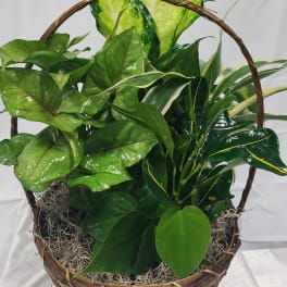 Basket of assorted green houseplants with a woven handle