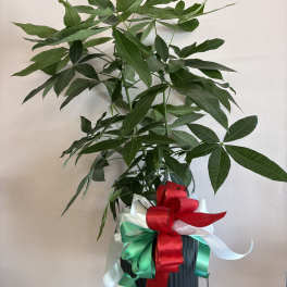 Potted money tree plant with a large red, white, and green ribbon bow