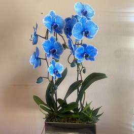 Blue orchids in a rectangular metal planter with succulents