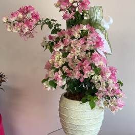 Pink and white bougainvillea in a cream ceramic pot with a ribbon