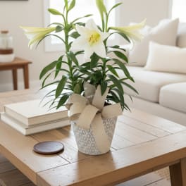 Easter Lily