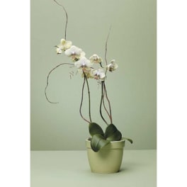 White orchid plant in a pale green pot