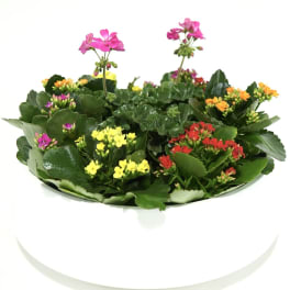 Potted kalanchoe plants with pink, yellow, orange, and red blooms