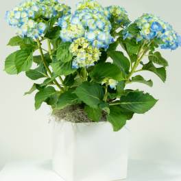 Potted blue hydrangea plant with multiple blooms in a white square ceramic container