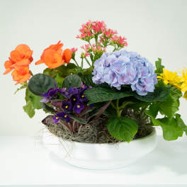 Mixed potted flower arrangement in a white bowl planter
