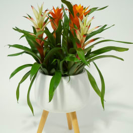 Potted bromeliad arrangement in a white planter on wooden legs
