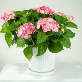 Pink hydrangea plant with lush foliage in a white ribbed ceramic pot on a white surface.